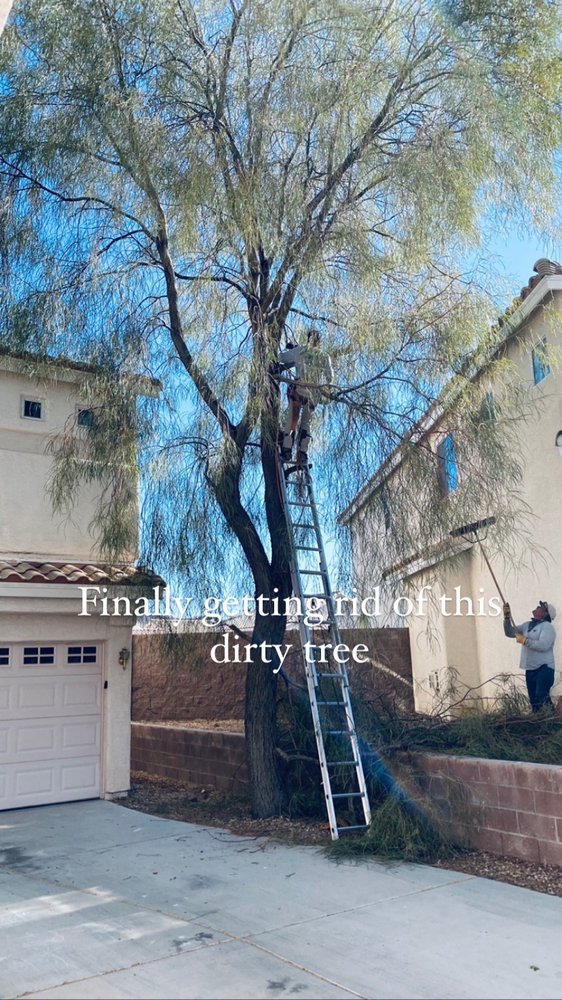 TREE SERVICE HENDERSON Updated September 2024 45 Photos 2505 Anthem Village Dr, Henderson