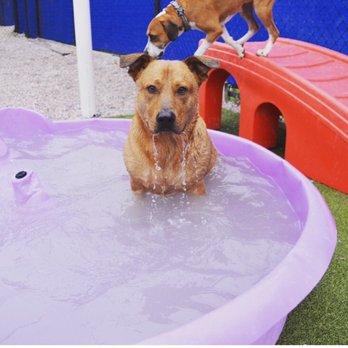 Pet Dominion - Pool day - Veterinarians Near Me - Rockville, Maryland