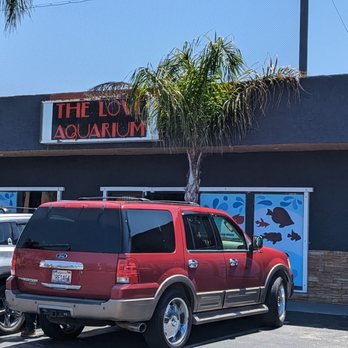 The Love Aquarium - Great customer service and they have mosquito fish. Call and check because they are popular. - Aquarium Services Near Me - Escondido, California The Love Aquarium - Great customer service and they have mosquito fish. Call and check because they are popular. - Aquarium Services Near Me - Escondido, California