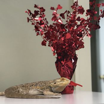 My Pet's Vet - Seymore loves Valentines Day! - Veterinarians Near Me - Glendale, Wisconsin My Pet's Vet - Seymore loves Valentines Day! - Veterinarians Near Me - Glendale, Wisconsin