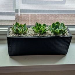 Succulent arrangement from Planted