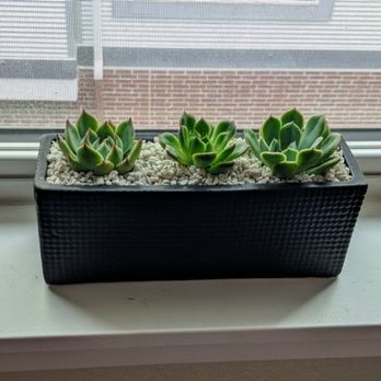 Planted - Succulent arrangement from Planted - Nurseries & Gardening Near Me - Denver, Colorado