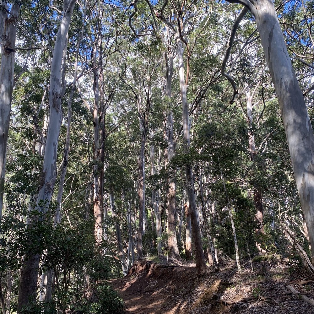 Aiea Loop Trail - Hiking Near Me - Aiea, Hawaii