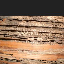 Subterranean Termite damage