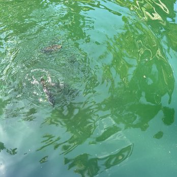 Pinto's Farm - Fish feeding - Venues & Event Spaces Near Me - Miami, Florida