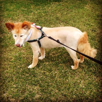Bubble Doggie - This beauty! - Pet Groomers Near Me - La Mirada, California