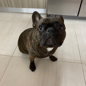 Urgent Locksmith Atlanta - @malvo_the_frenchie - Keys & Locksmiths Near Me - Atlanta, Georgia