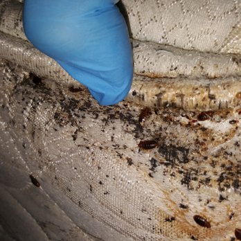NW Pest Control - Pest Control Near Me - Waltham, Massachusetts NW Pest Control - Pest Control Near Me - Waltham, Massachusetts