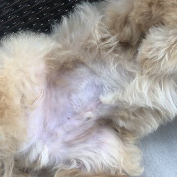Petco - A little trim on his tummy. - Pet Stores Near Me - Houston, Texas