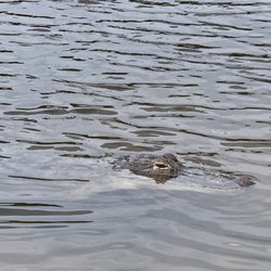 Eufaula National Wildlife Refuge
