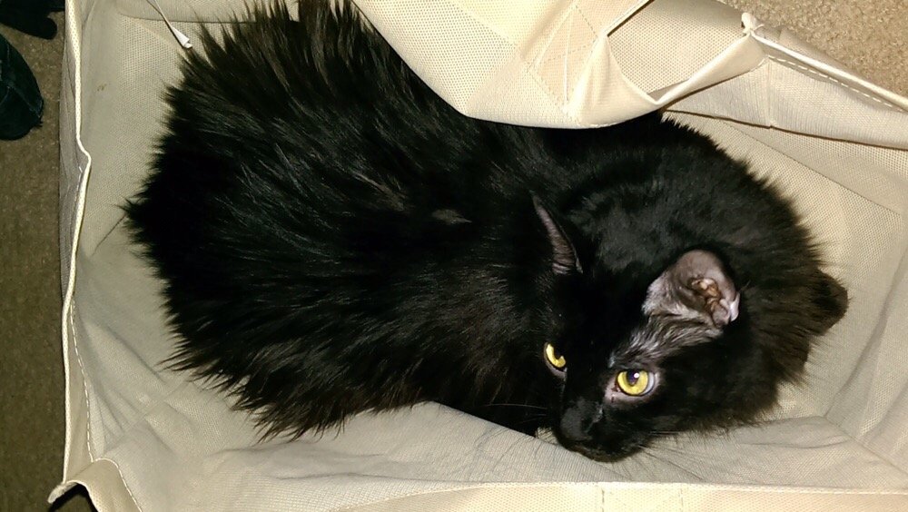 SAINT FRANCIS SOCIETY Updated August 2024 18 Reviews 12300 116th