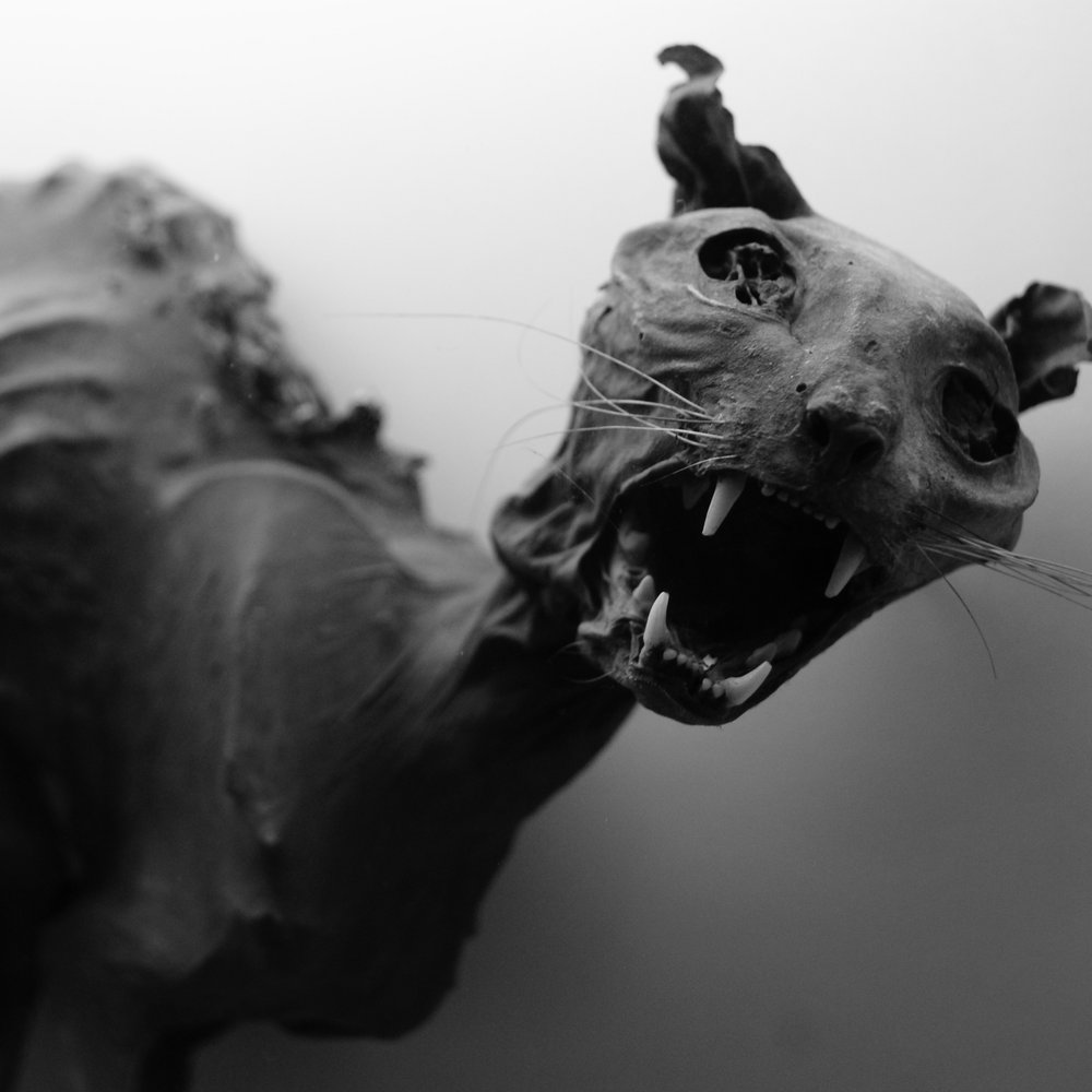 Senckenberg-Museum - Museums Near Me - Frankfurt, HE