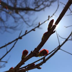 Cheatham Annex Yorktown Naval Weapons Station - Spring is in the air.
