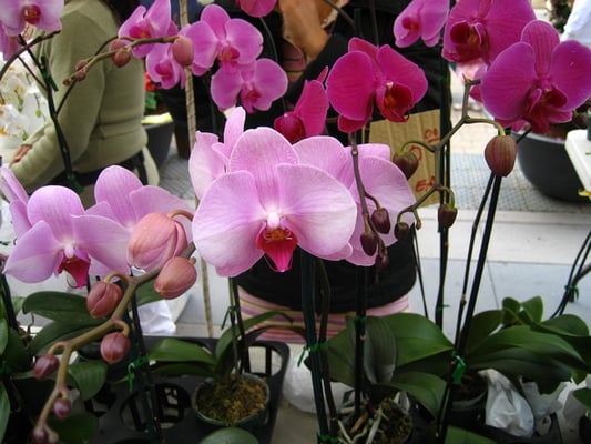 Santana Row Farmers' Market (Open May - September) by null