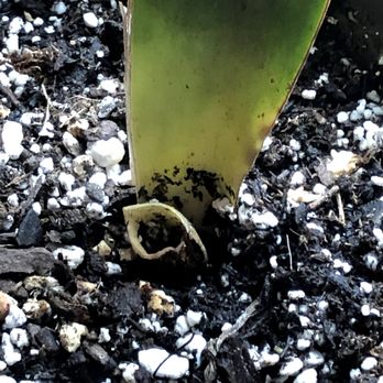 The Cactus King - 1/2 rotten leaf - I had to cut it off so it would travel to the other leaf. - Nurseries & Gardening Near Me - Houston, Texas