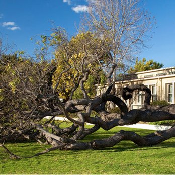 Atlas Tree Service - Tree Services Near Me - Lyndhurst, New Jersey Atlas Tree Service - Tree Services Near Me - Lyndhurst, New Jersey