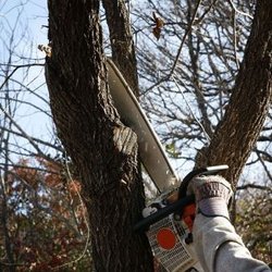 Carney Tree Service