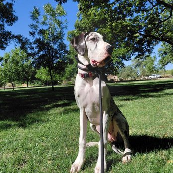 Sit Means Sit Albuquerque - Pet Training Near Me - Albuquerque, New Mexico Sit Means Sit Albuquerque - Pet Training Near Me - Albuquerque, New Mexico