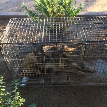 Darling Wildlife and Pest Control Services - Wildlife Control Near Me Darling Wildlife and Pest Control Services - Wildlife Control Near Me