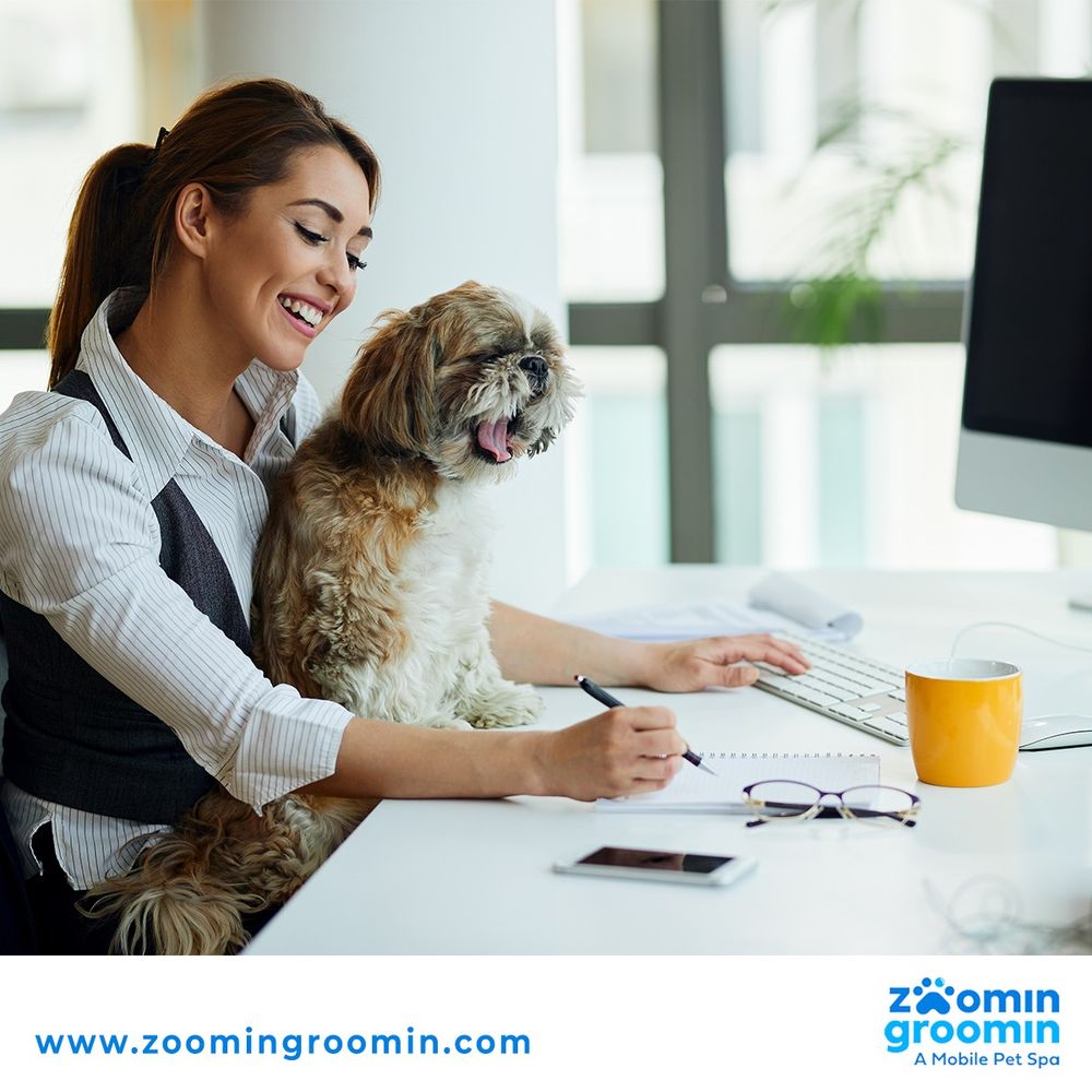 ZOOMIN GROOMIN Updated October 2024 23 Photos Frederick, Maryland