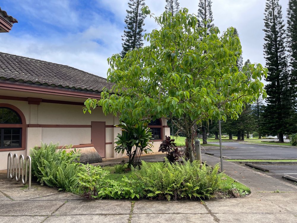 HAWAII STATE PUBLIC LIBRARY SYSTEM PRINCEVILLE LIBRARY Updated September 2024 10 Reviews