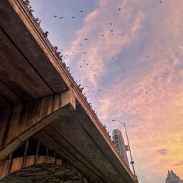 Bats