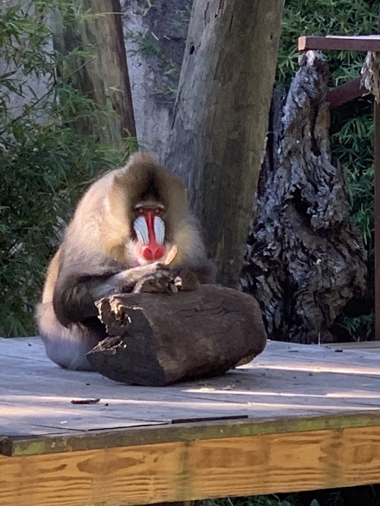 MONKEY HILL AUDUBON ZOO Zoos 6500 Magazine St, New Orleans, LA