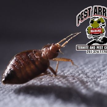 Pest Arrest - Pest Control Near Me - Spring, Texas Pest Arrest - Pest Control Near Me - Spring, Texas