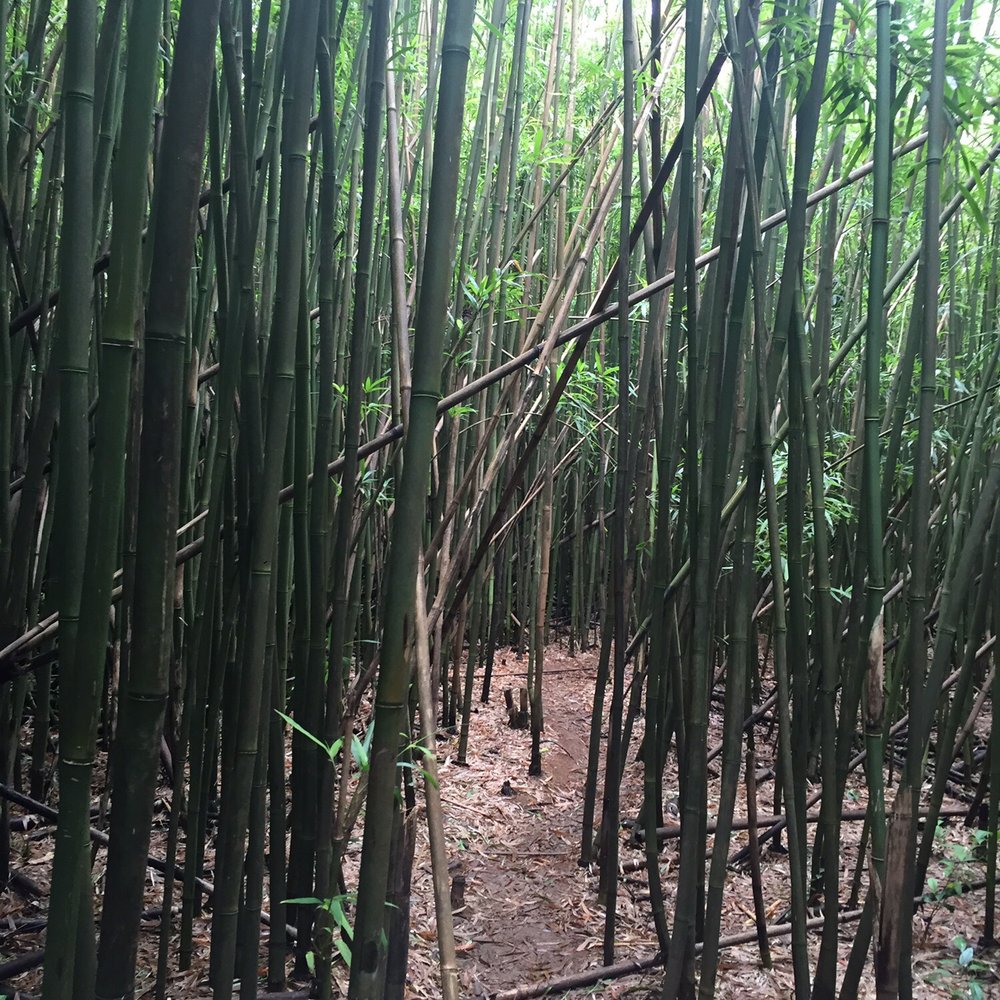 Lulumahu Falls - Bamboo forest - Hiking Near Me - Honolulu, Hawaii Lulumahu Falls - Bamboo forest - Hiking Near Me - Honolulu, Hawaii