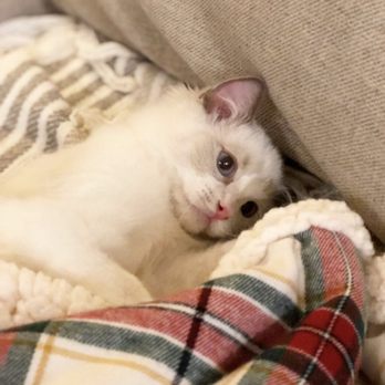 AdorableDolls Ragdolls - Pet Breeders Near Me AdorableDolls Ragdolls - Pet Breeders Near Me