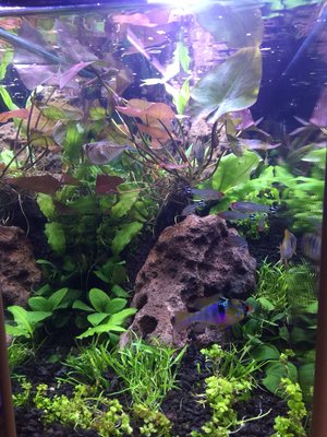 Nano plant aquarium - This is a five gallon aquarium with eco-complete gravel, live plants and fish. This is stock, out of the box with no Co2. These are easy plants to grow, and inexpensive fish. This can easily be done on a larger scale.