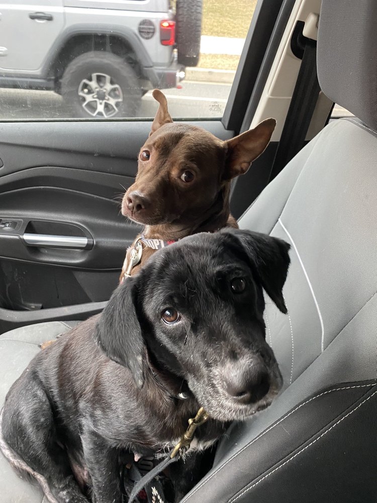 TURKEY FOOT VET CLINIC Updated October 2024 14426 Turkey Foot Rd