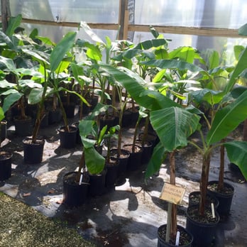 Going Bananas - African Rhinohorn Banana Trees! - Nurseries & Gardening Near Me - Homestead, Florida Going Bananas - African Rhinohorn Banana Trees! - Nurseries & Gardening Near Me - Homestead, Florida