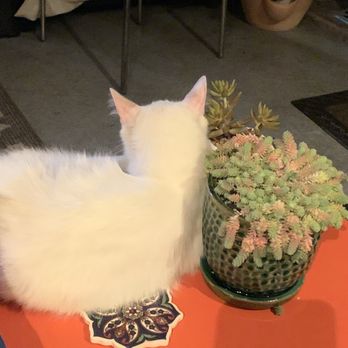 Kay’s Plant Life - My beautiful Rainbow planter with custom vase. - Floral Designers Near Me Kay’s Plant Life - My beautiful Rainbow planter with custom vase. - Floral Designers Near Me
