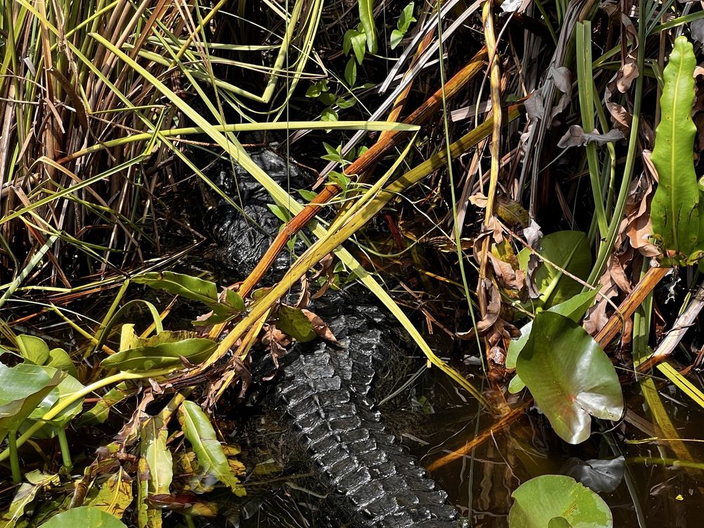 Everglades Adventure