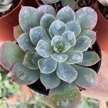 Curby's Nursery - Nurseries & Gardening Near Me - Temecula, California