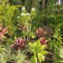 Photo of Hawaiian Oasis Landscape