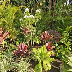 Hawaiian Oasis Landscape