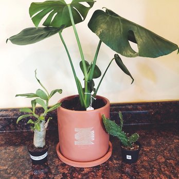 District 78 - Monstera potted plant, Desert Rose, and Cacti. - The image shows three potted plants on a dark granite countertop. The central plant is a large monstera with broad, split leaves in a pink pot. To the left, there is a small succulent with a thick, grayish trunk and green leaves, labeled 'PERROSE.' To the right, a small cactus with green, spiny stems is labeled '$6.' The background is a plain, light-colored wall. - Nurseries & Gardening Near Me - Cincinnati, Ohio