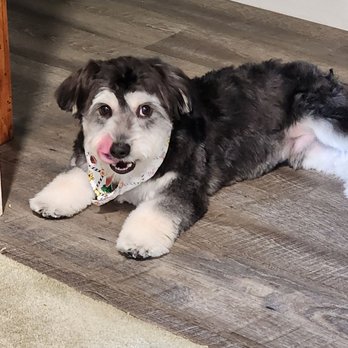 Santa Rita Animal Care - This is Romeo. - Veterinarians Near Me - Pleasanton, California Santa Rita Animal Care - This is Romeo. - Veterinarians Near Me - Pleasanton, California