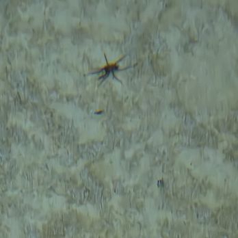 Quality Inn Radford - Spider in pool. - Hotels Near Me - Radford, Virginia