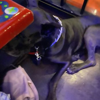 Mojo Grill & Catering - Hugo the Dane being a good boy - Cajun/Creole Near Me - Ocala, Florida