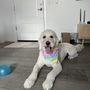 Photo of Chassy’s Classy Canines