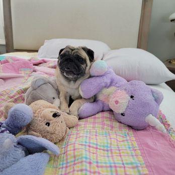 Pet Smiles General Veterinary Dentistry - Veterinarians Near Me - Gilbert, Arizona