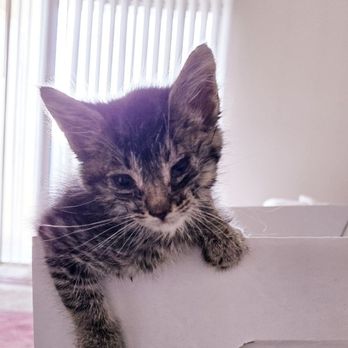 Olive Tree Animal Hospital - Veterinarians Near Me - Pleasanton, California Olive Tree Animal Hospital - Veterinarians Near Me - Pleasanton, California