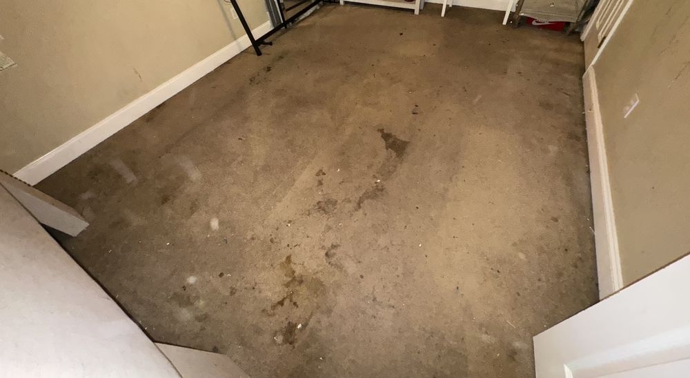 D&G CARPET CLEANING Updated September 2024 25 Photos & 52 Reviews