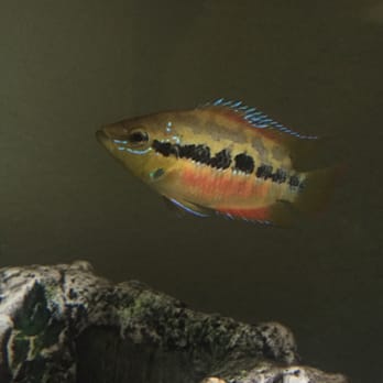 PetSmart - Salvini Cichlid I got in April, mostly gray and black w/ a bit of blue & red. Now it's June and now this fish is very colorful. - Pet Stores Near Me - Fremont, California
