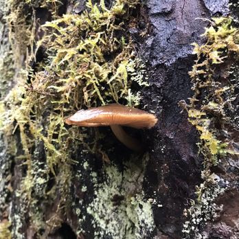 Hoh Rainforest - Hiking Near Me - Forks, Washington Hoh Rainforest - Hiking Near Me - Forks, Washington