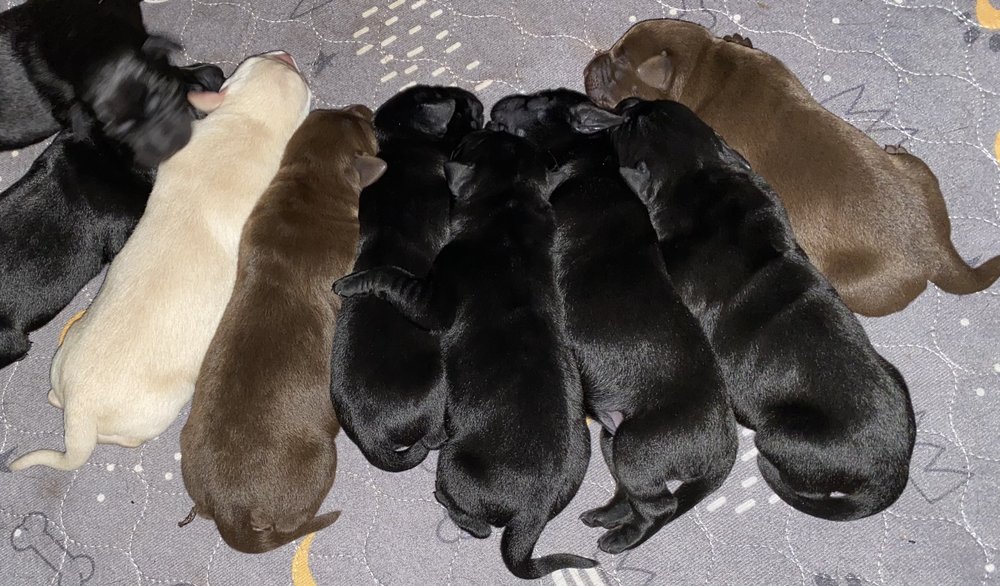 LOYAL LABS Updated June 2024 Request Information Charlotte, North