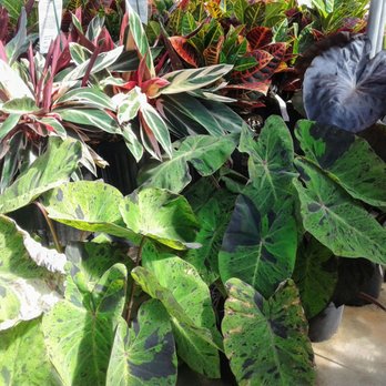 Davison's Greenhouse - Cool mix of tropicals - Nurseries & Gardening Near Me - Edmond, Oklahoma